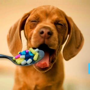 Benadryl For Dogs