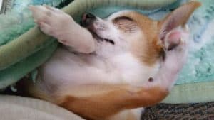 What Makes a Teacup Chihuahua