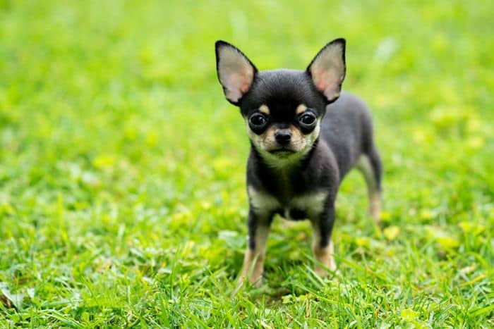 Deer-head Teacup Chihuahua