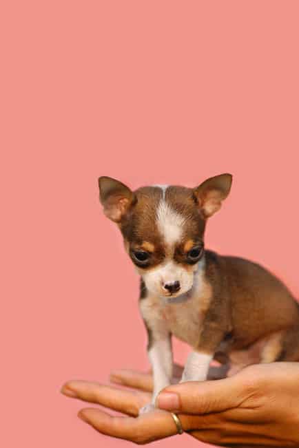 Hand holding a teacup chihuahua