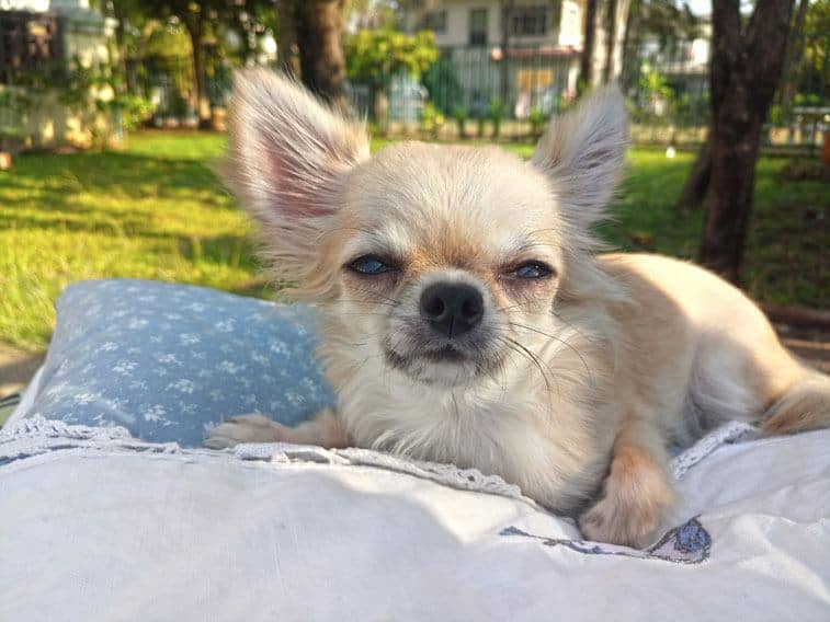 Teacup Chihuahua