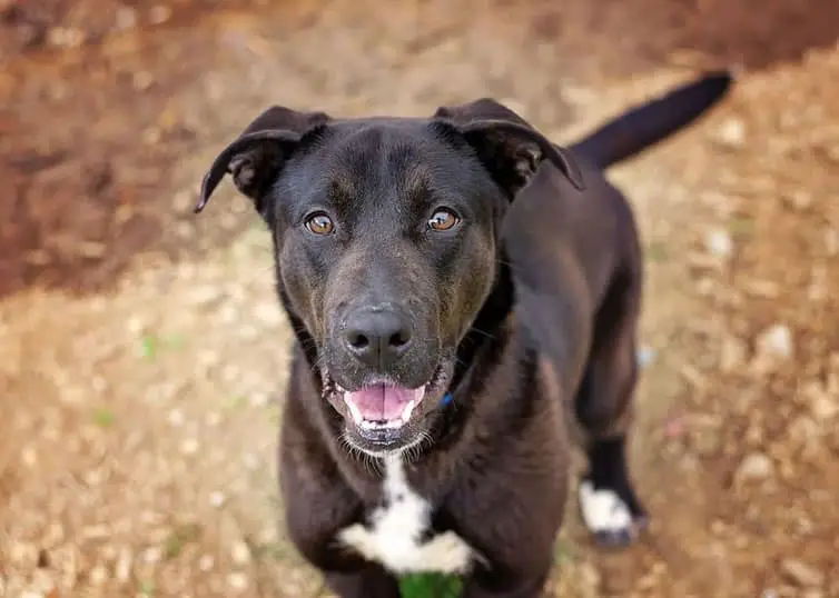 German Shepherd Lab Mix