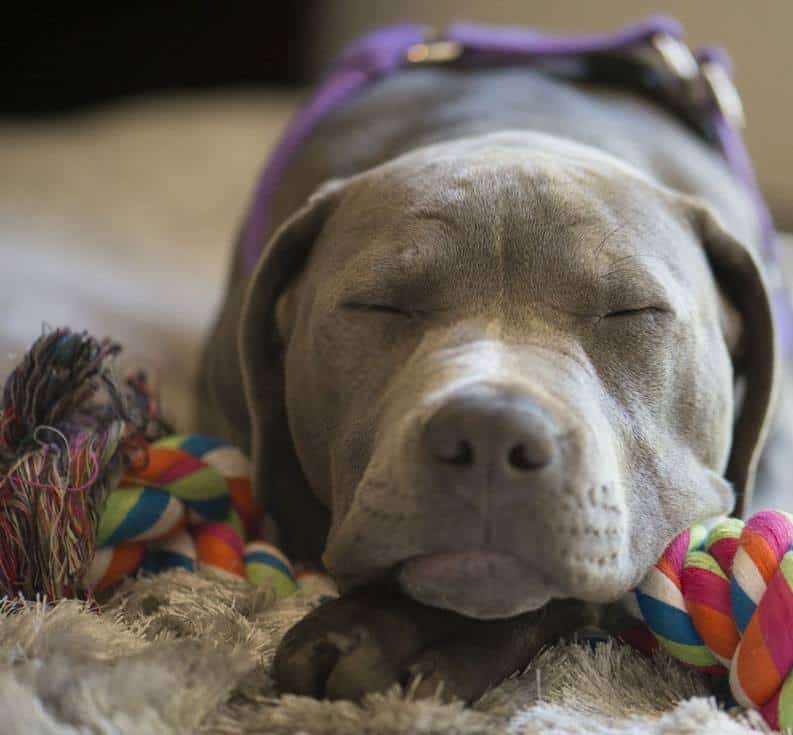 blue nose pitbull