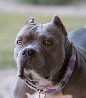 grey pitbull