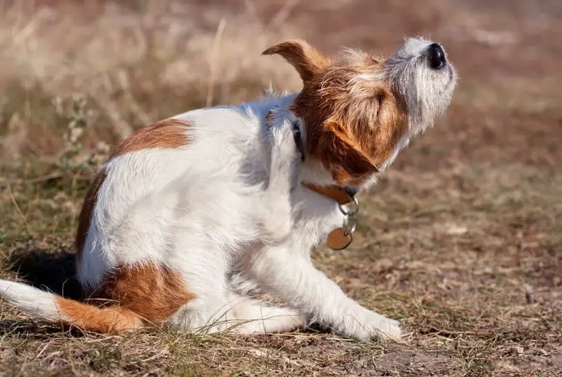 Apoquel for Dogs: A New Medication for Your Dog’s Itchy Skin