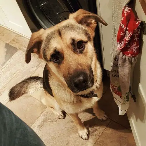 Is A German Shepherd Lab Mix For You