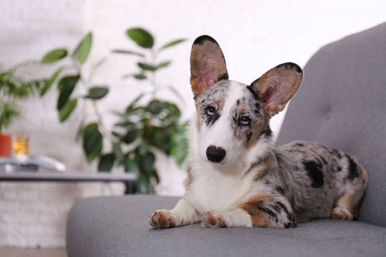 A Blue Merle Cardigan Welsh Corgi