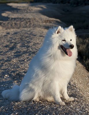 huskimo