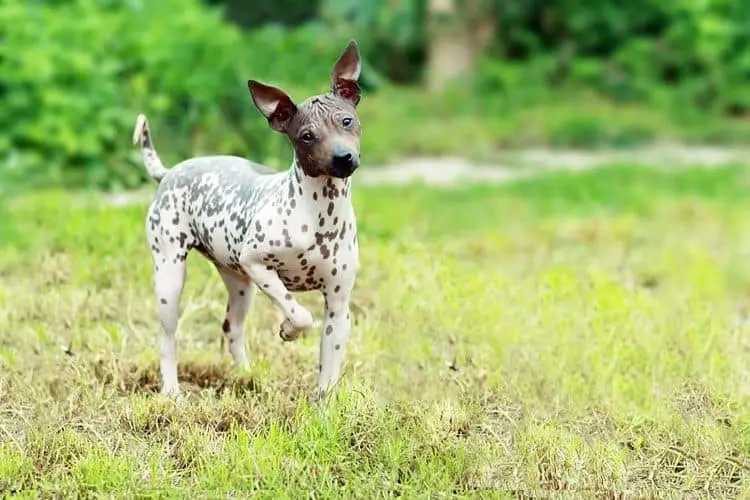 American hairless Terrier