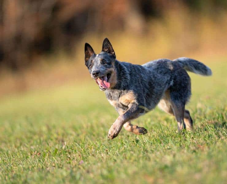 Australian Cattle Dog