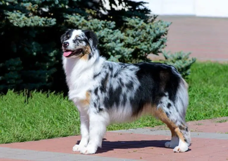 Australian Shepherd