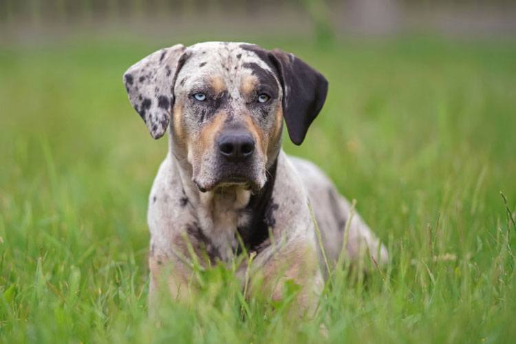 Catahoula leopard dog