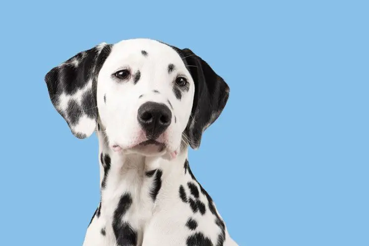 Dalmatian spotted dog breed