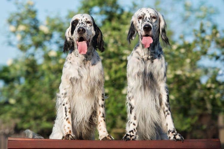 English Setter