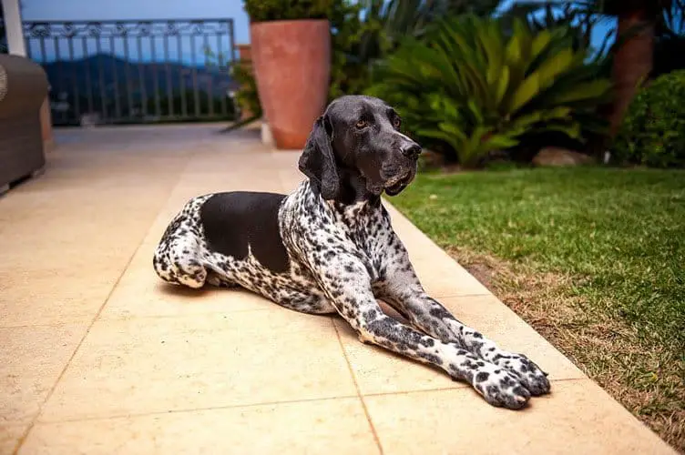 German Shorthaired Pointer