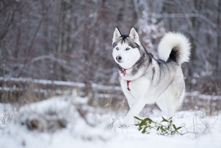 huskimo