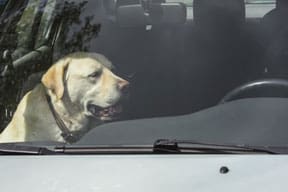 heat stroke in dogs