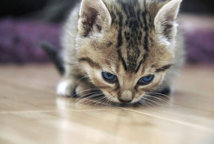 baby cat sniff