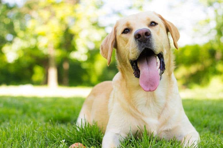 beagle lab mix