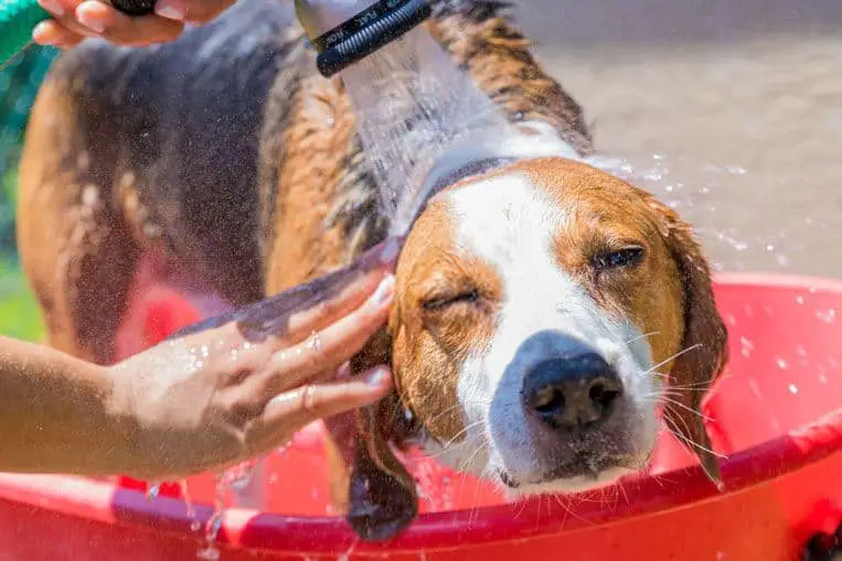 heat stroke in dogs