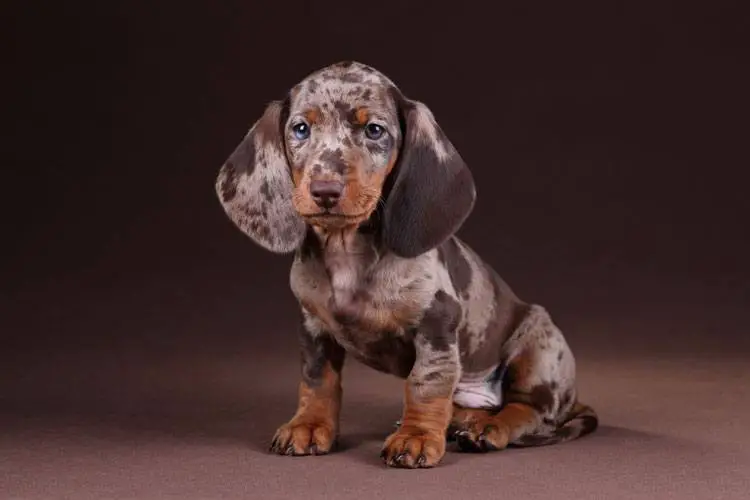 cute spotted dachshund puppy