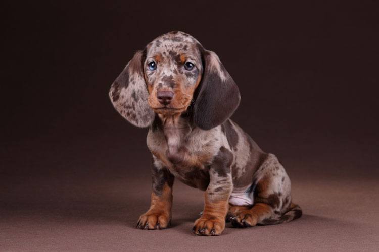 Spotted Dog Breeds The Top 10 Best Spotted Breeds 2021