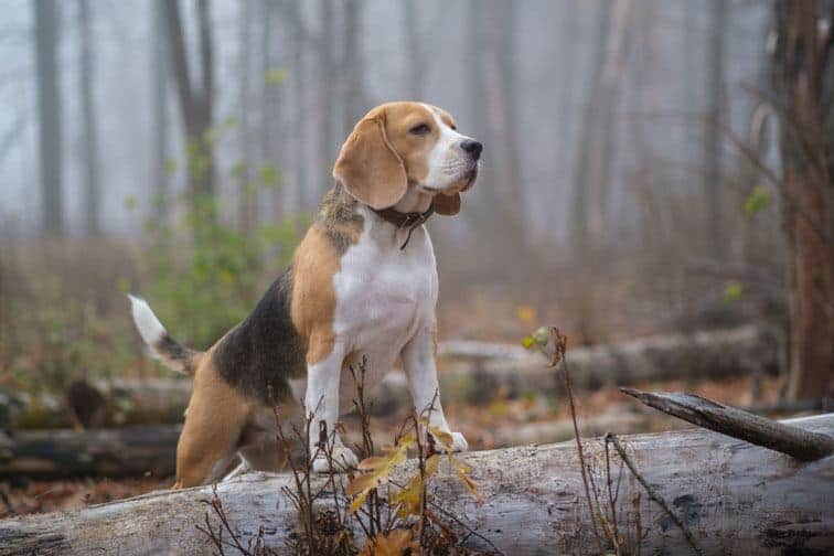 beagle lab mix