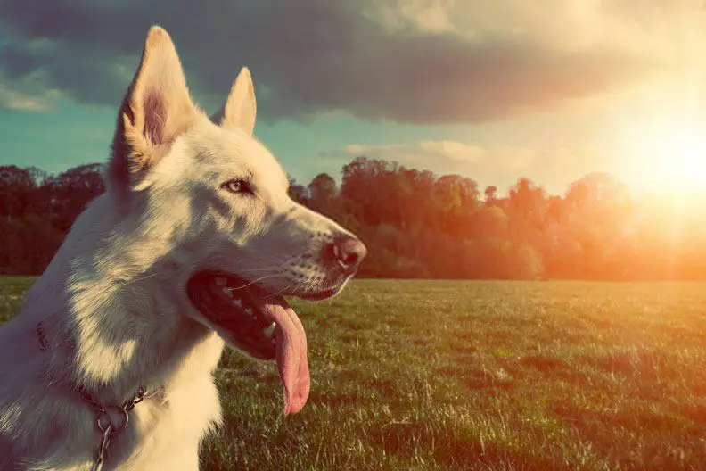 heat stroke in dogs