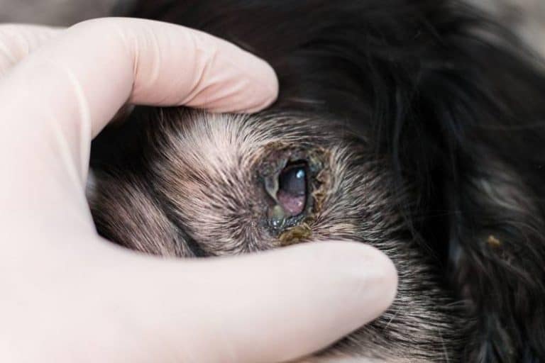 Dog with parasites causing hair loss around eyes