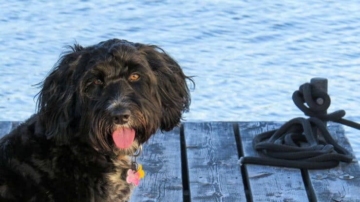Portuguese Water Dog - Black Curly Haired Dog Breed