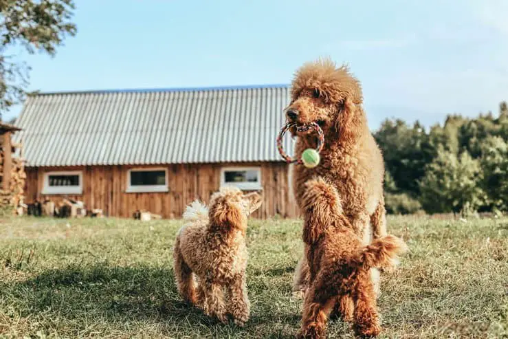 large curly haired dogs