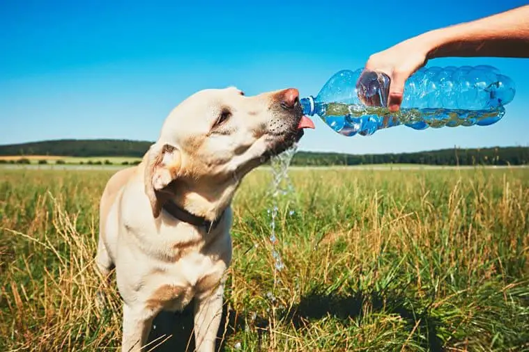 heat stroke in dogs