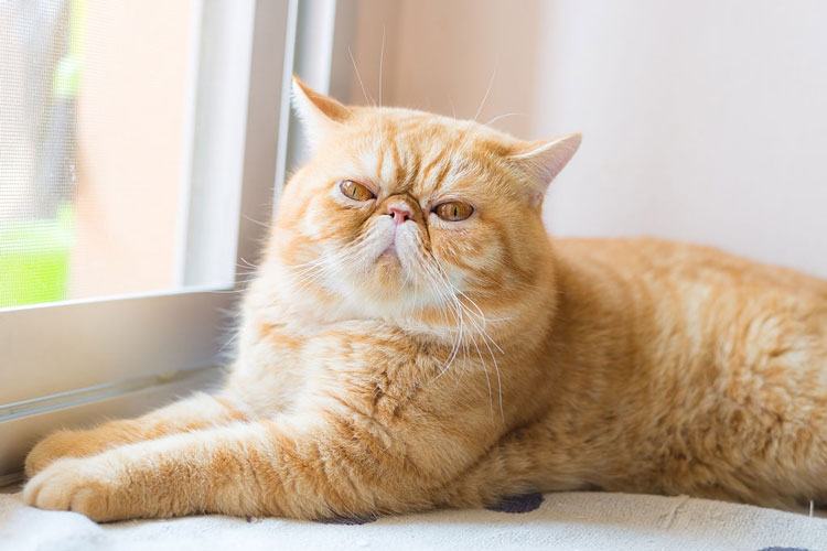 10 Cat Breeds With Flat Faces That Are Sure To Steal Your Heart