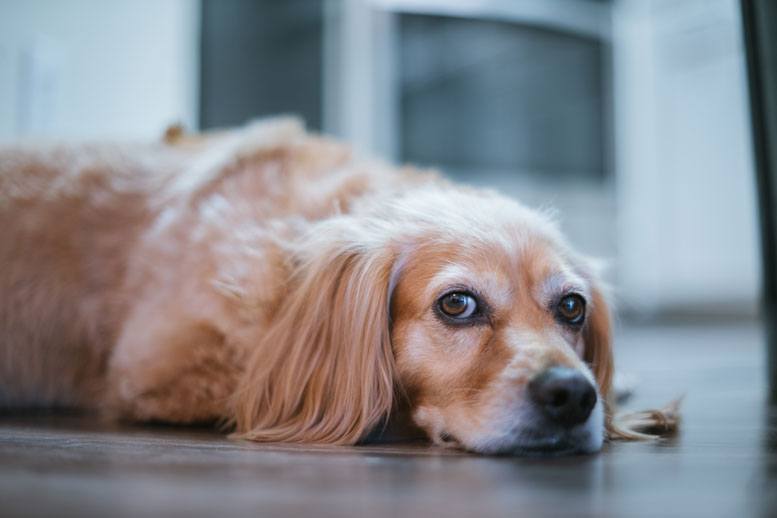 golden retriever doxie mix