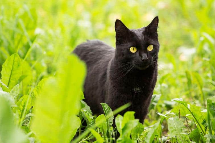 10 Cat Breeds With Flat Faces That Are Sure To Steal Your Heart