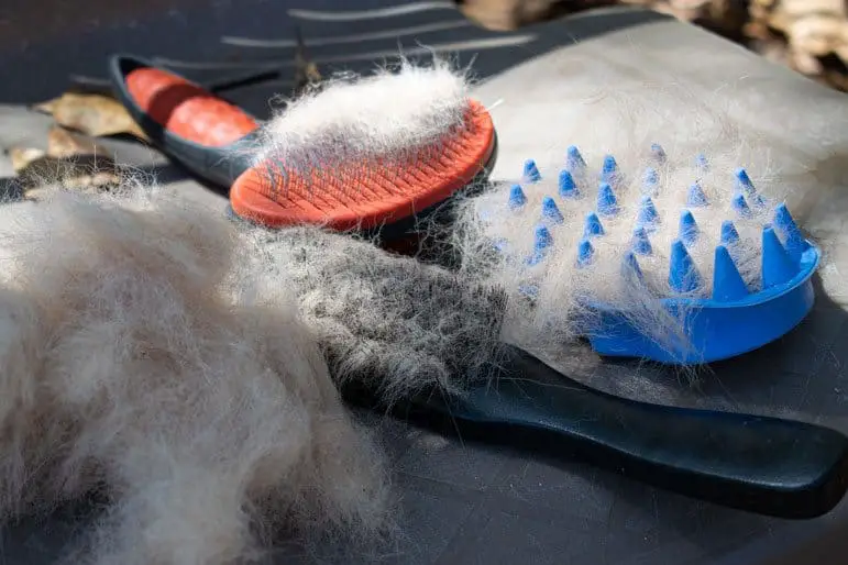 how to stop a dog from shedding