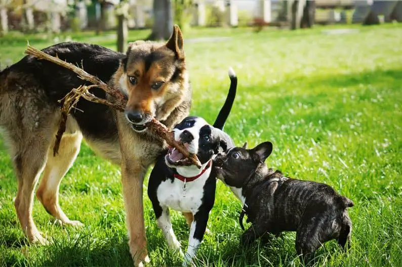 why do dogs foam at the mouth