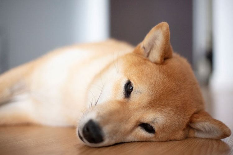 dogs may open their eyes while dreaming