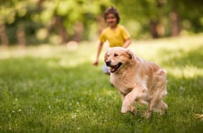 golden retriever mixes