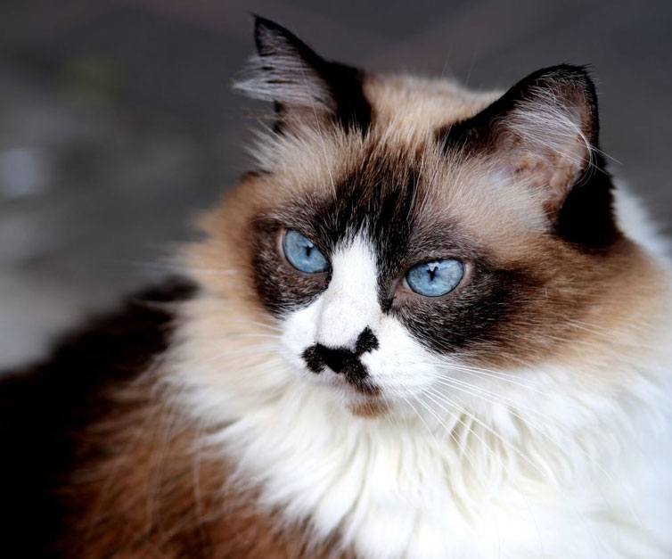 flat faced cat breeds