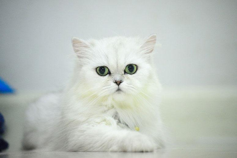 flat faced cat breeds