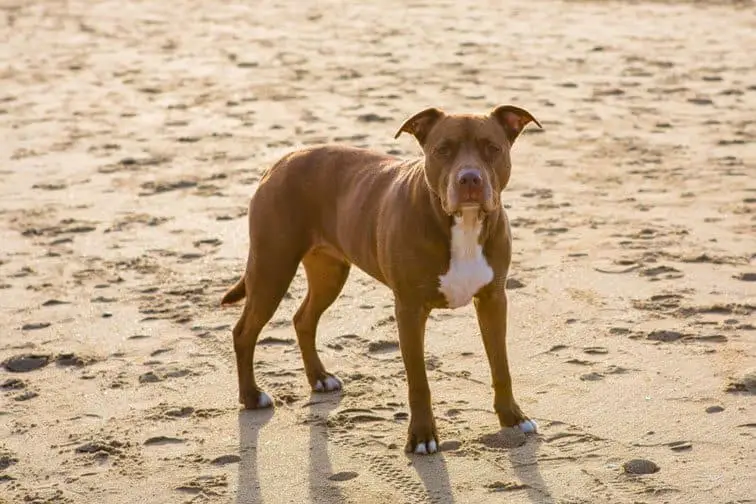 American Pit Bull Terrier