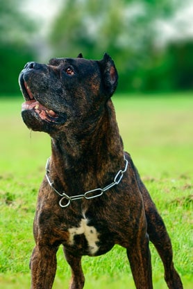 Bandog