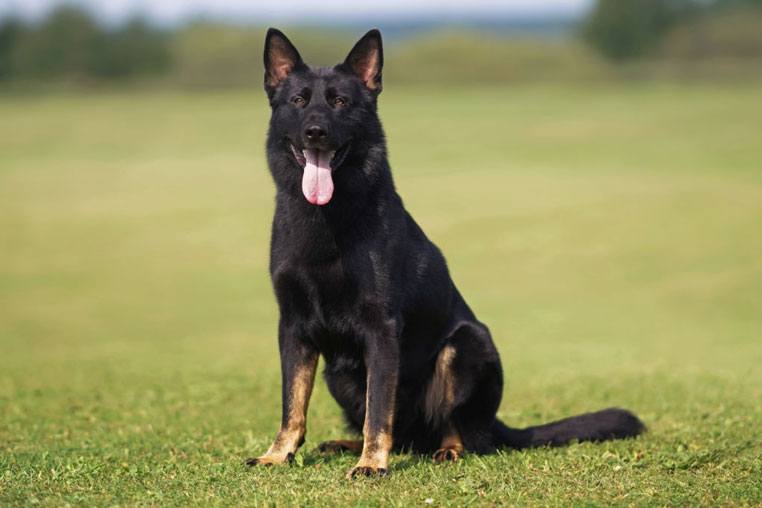 Bi-color German Shepherd