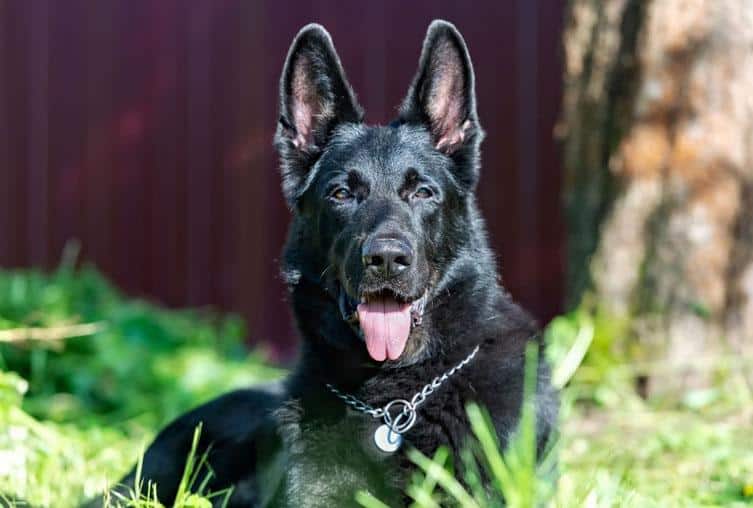 Black German Shepherd