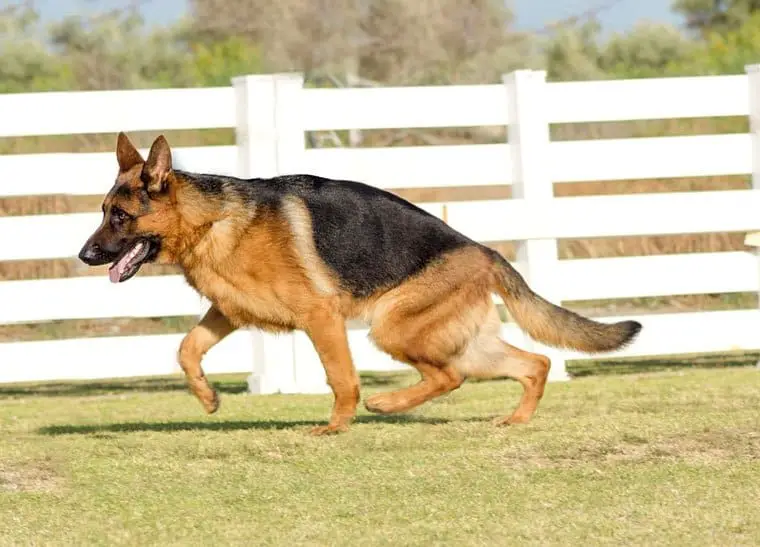 Black and Tan German Shepherd Dog