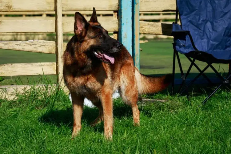 Black and red German Shepherd