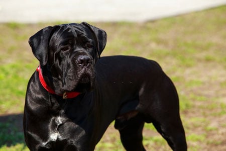 Cane Corso