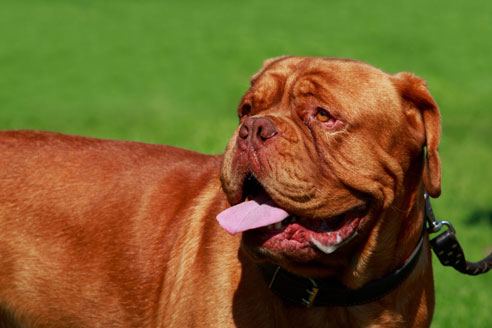 Dogue de Bordeaux