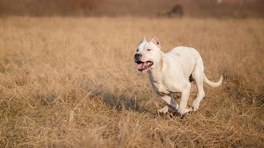 Dogo Argentino